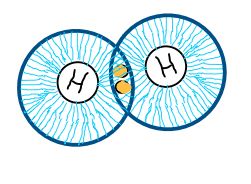 Two Hydrogen atoms with electron clouds overlapping